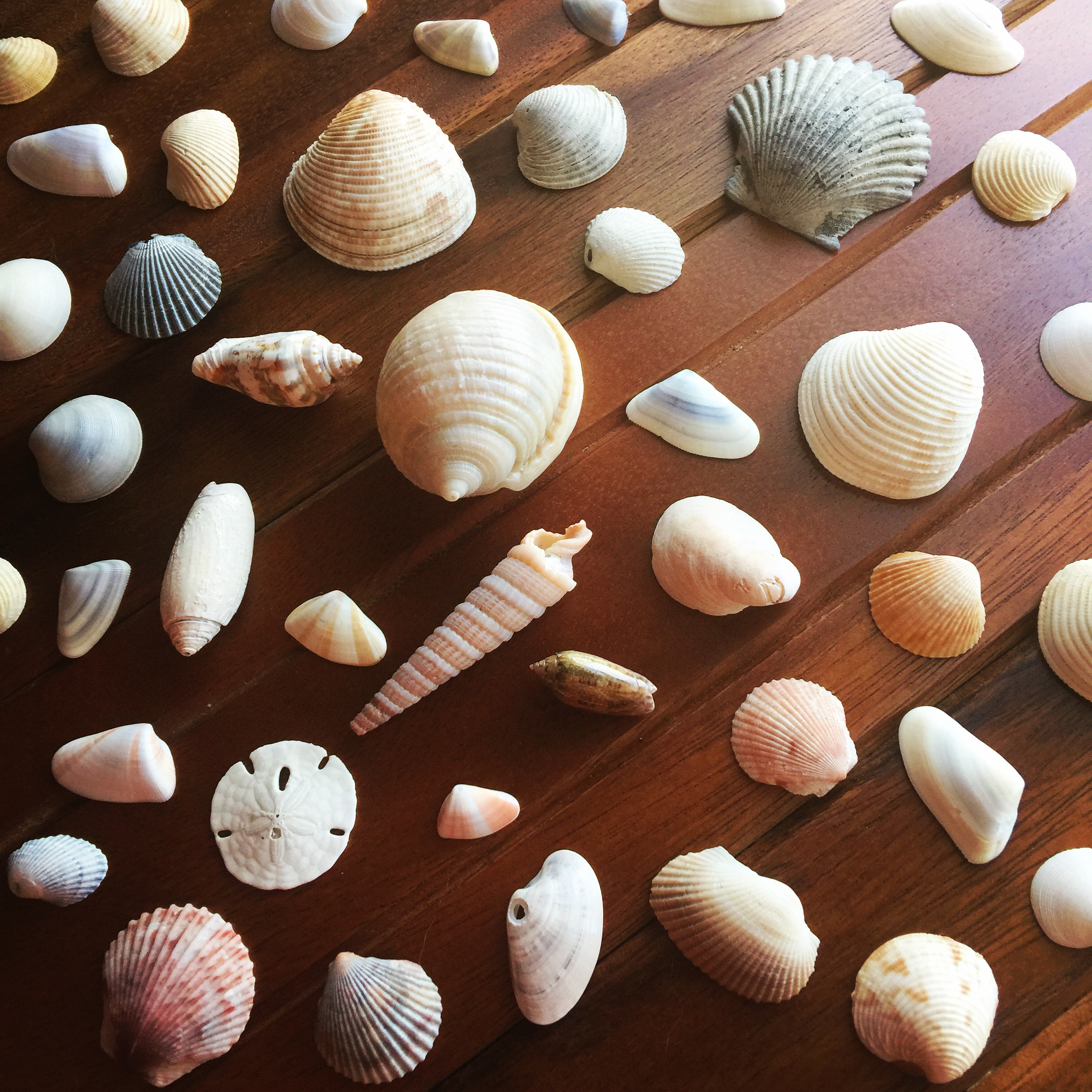 Shells 5